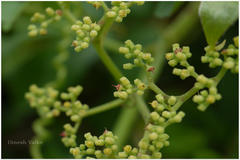 Cyphostemma auriculatum